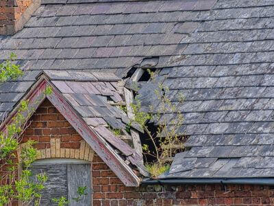 Professional mold remediation services in Littleton